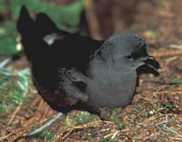 bird songs Great Britain Birds