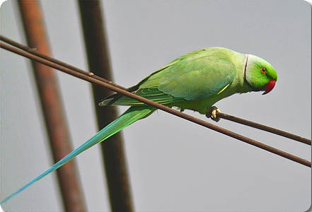 collar parakeet